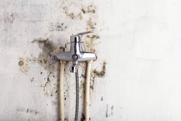 Best Best Mold Removal Companies  in Halifax, VA