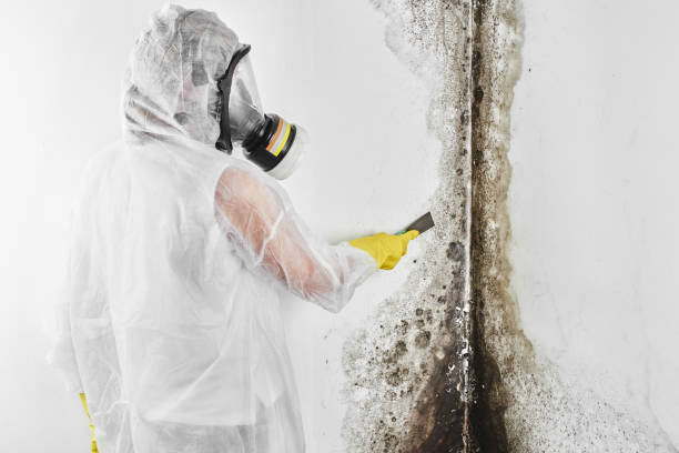 Best Mold Removal Near Me  in Halifax, VA