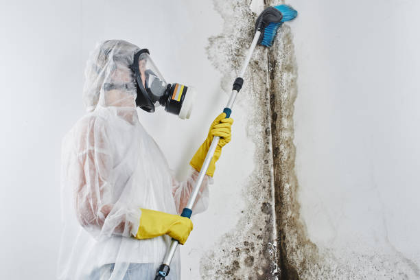 Best Office Mold Removal Services  in Halifax, VA