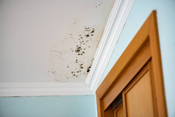 Halifax, VA Mold Removal Company