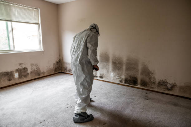 Best Certified Mold Removal  in Halifax, VA