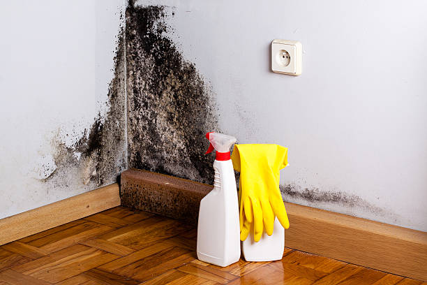 Best Mold Removal Near Me  in Halifax, VA
