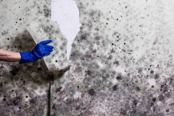 Certified Mold Removal in Halifax, VA